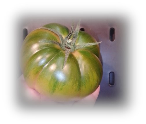 Tomate Raf auténtico