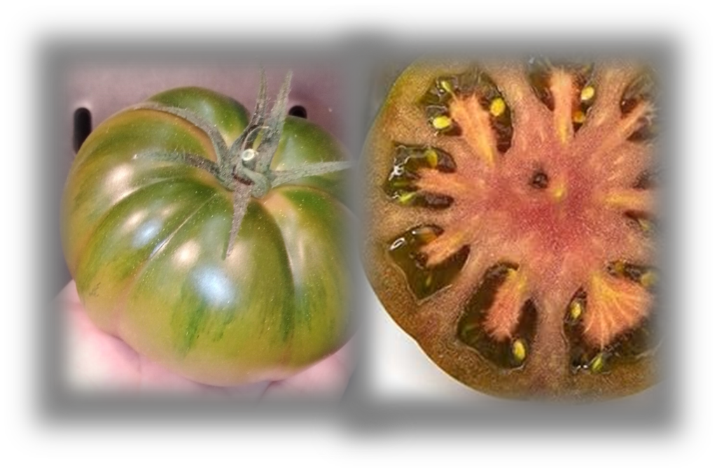 Tomate Raf auténtico