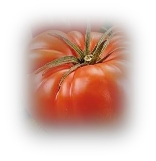 Tomate Raf sobremaduro