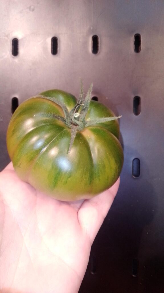 Tomate Raf verdadero en punto óptimo de consumo para auténtico sabor