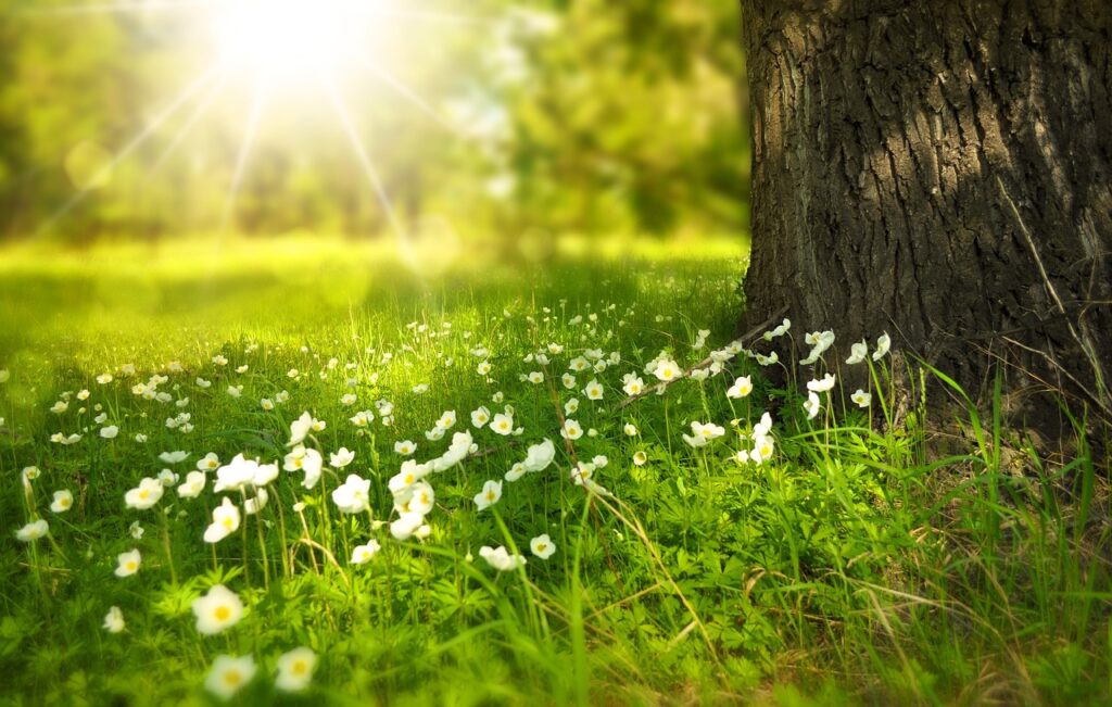 Naturaleza con flores ideal para entorno del cultivo de Tomate Raf