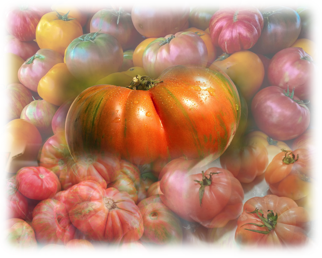 Tomate tradicional de Sabor - Tomate Raf Tomate Heirloom - Tomate con sabor a Tomate