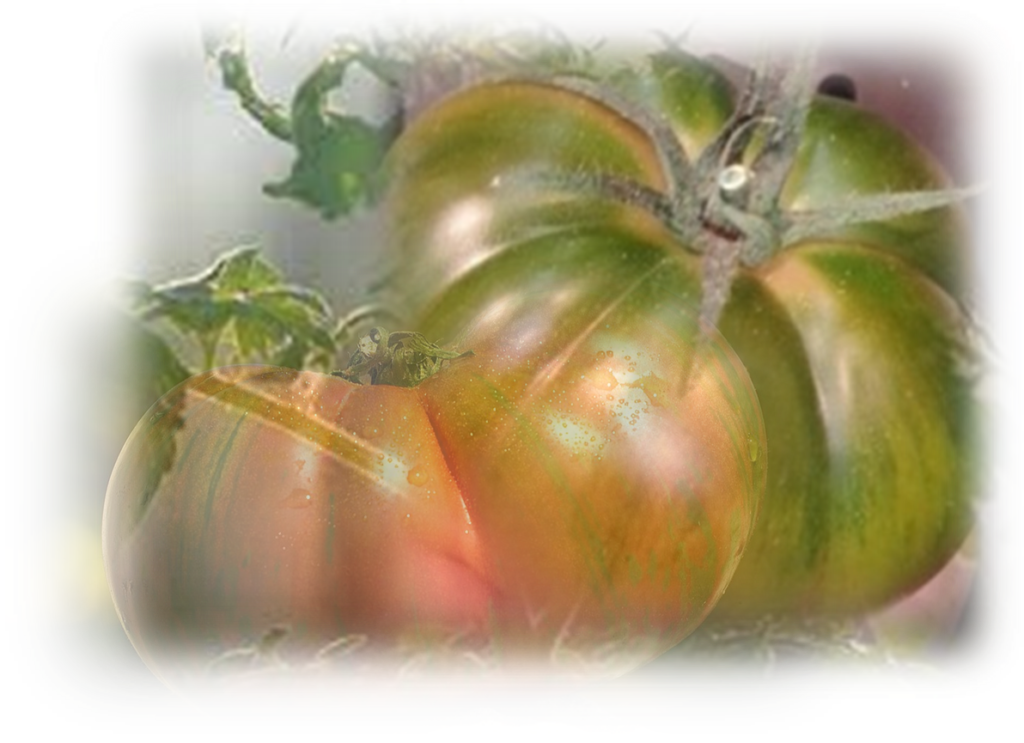 Tomate Raf Auténtico