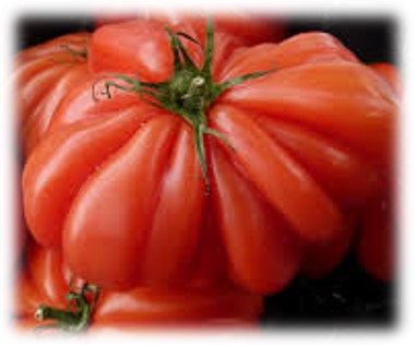 Tomate Costoluto Genovese Tomate de Sabor tradicional - Tomate Heirloom