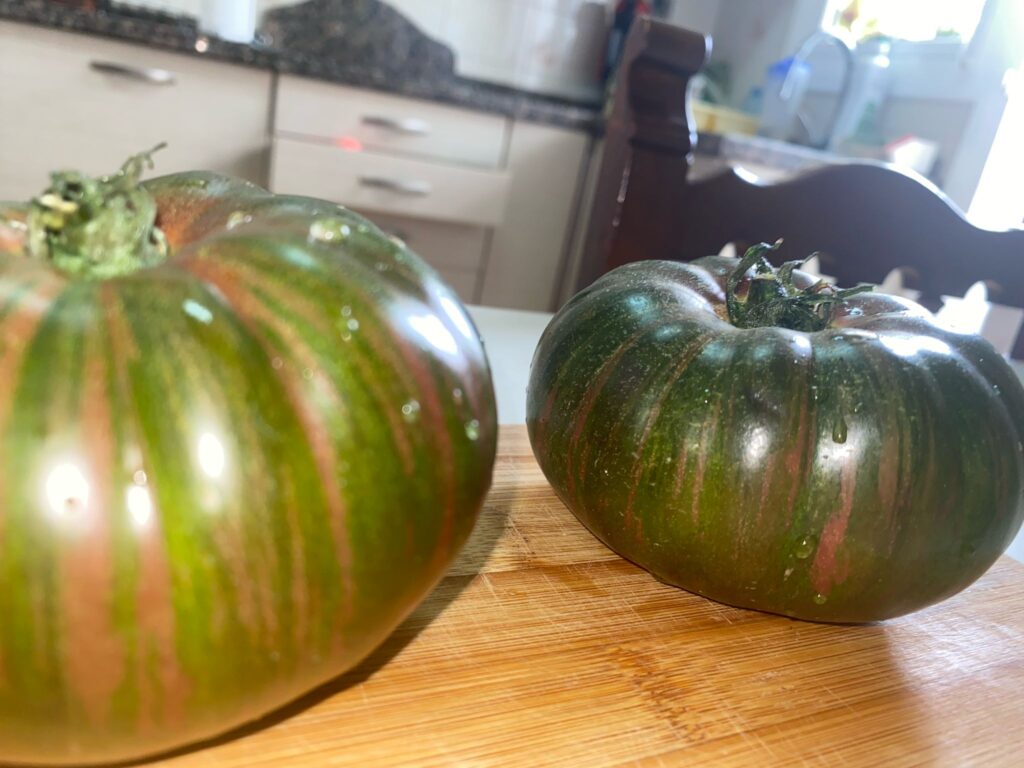 Tomate Cherokee Tomate Sabor a Tomate